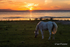 Setting Sun Over Lough Neagh Pasture