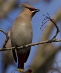WAXWINGS (ww 02)