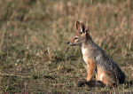 Black-backed Jackal