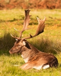 Fallow Deer portfolio