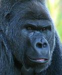 Gorilla   _AN074