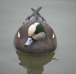 American Wigeon male