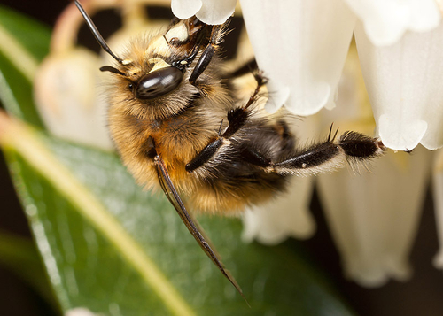 Male Hairy-footed Flower Bee ([i]Anthophora plumipes[/i]), resting on a flower.