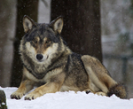Wolf in the snow