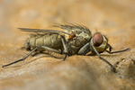 Leucophora Fly