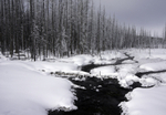 Yellowstone 2017