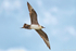 Arctic Skua (Stercorarius parasiticus) pale morph