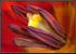 Tulip 3
