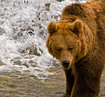 Brown Bear