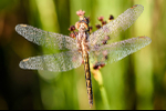 Female Keeled skimmer