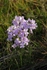 Polar Cress 7909