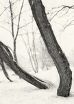 Trees in Winter Ilkley in Black and White