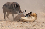 Female Buffalo moving in part 2