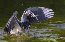 Tricolored Heron _0025