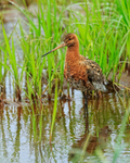 Black-tailed Godwit wading, Iceland