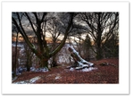 Trees of Bracklinn ♦ TROSSACHS