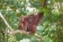 Wild orangutans (Pongo) Borneo_005
