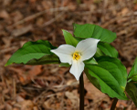 White Trillium