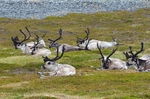 Reindeer