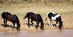 At the Waterhole