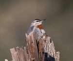 Kruper's Nuthatch