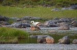 Whooper Swans