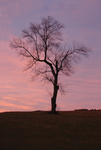 TheTree2007Layer140014