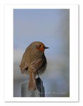 Robin