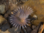 Chone infundibuliformis