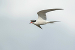 Common Tern