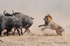 1st Lion attack