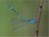 Blue Damselfly in mating display