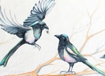 WCB08173 Magpie Chatter