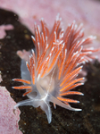Fjordia sp.