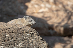 Rock Hyrax