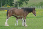 ryecroft-4