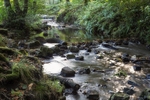 Cannop Brook - 2