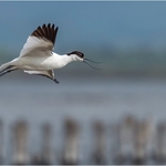 3rd PDI-Avocet in flight-Al Rees