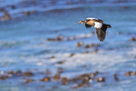 Egyptian Goose flying, Betty's Bay, South Africa