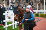 151124-Race 6-Paddock-Dream Escape-8475