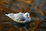Black headed gull in Bath_04522