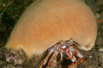 Suberites pagurorum