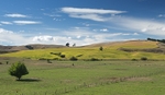 Central North island