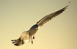 Tern at Selsey 7978522