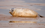 Grey Seal