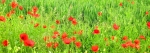 Wild Poppies