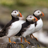 Puffins