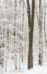 BACKUS WOODS- NORFOLK COUNTY portfolio