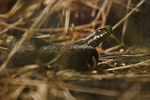 Adder