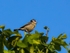 Blue Tit